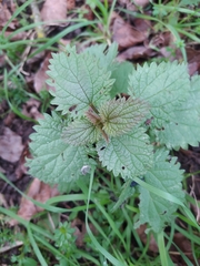 Urtica dioica