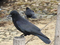 Corvus corone