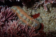Cryptoplax striata