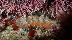Cryptoplax striata