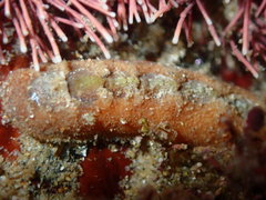 Cryptoplax striata