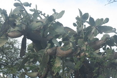 Consolea moniliformis