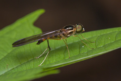 Ptecticus longipennis