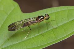 Ptecticus longipennis