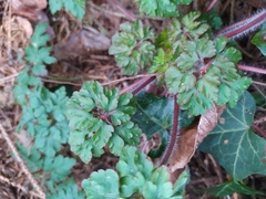 Geranium robertianum