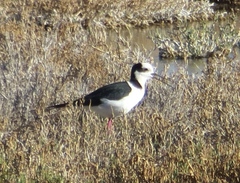 Himantopus mexicanus