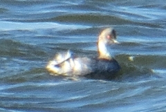 Podiceps occipitalis