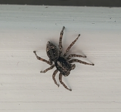 Attulus fasciger