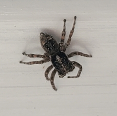Attulus fasciger