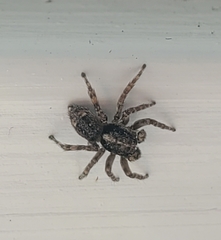 Attulus fasciger