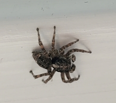 Attulus fasciger