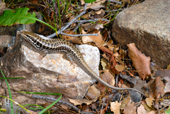 Heremites auratus