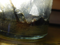 Macrostomum