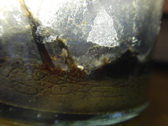 Macrostomum