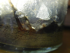 Macrostomum