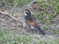 Turdus eunomus