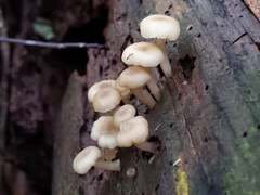 Clitocybula abundans