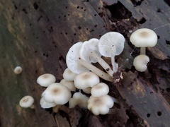 Clitocybula abundans