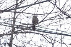 Pterorhinus lanceolatus