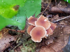 Gymnopus dysodes