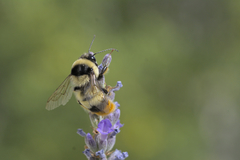 Bombus niveatus