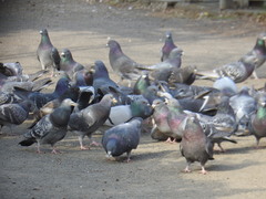 Columba livia domestica