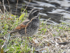 Turdus eunomus