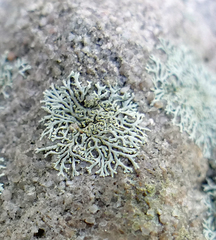 Physcia subtilis