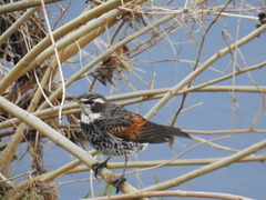 Turdus eunomus
