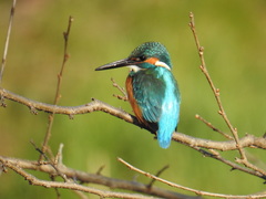 Alcedo atthis