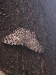 Hamadryas februa