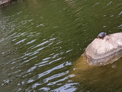 Chrysemys picta bellii