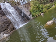 Chrysemys picta bellii