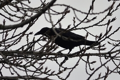Corvus corone