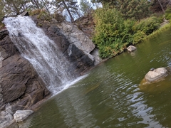 Chrysemys picta bellii