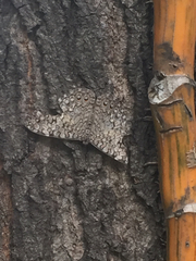 Hamadryas februa