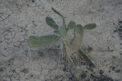 Consolea moniliformis