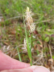 Carex polymorpha