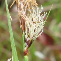 Carex polymorpha