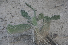 Consolea moniliformis