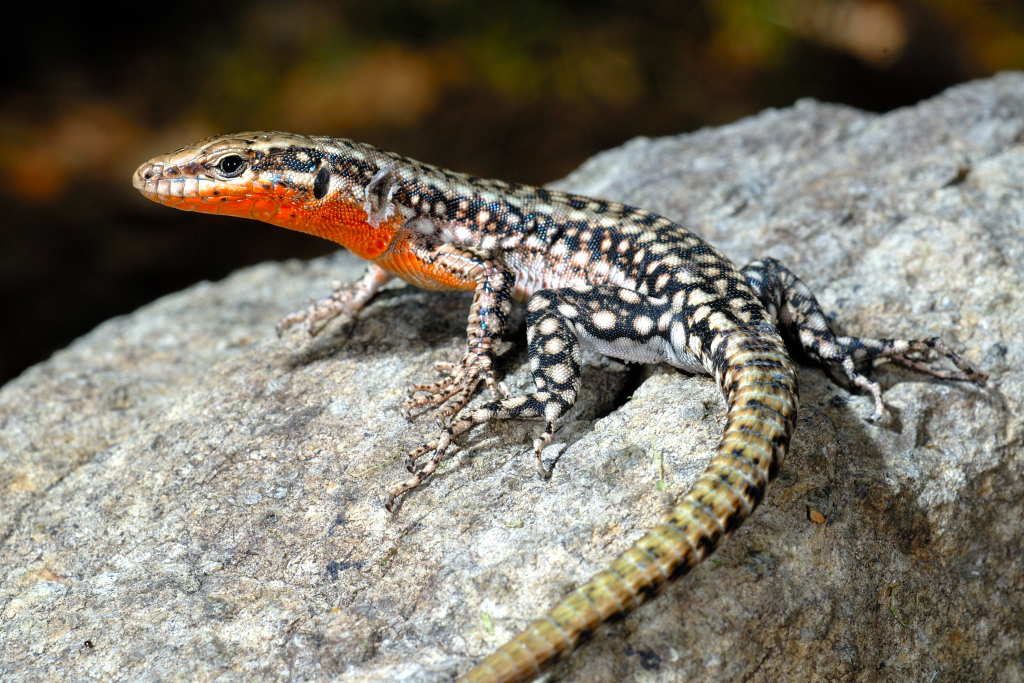 Anatolian Rock Lizard