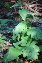 Cirsium carniolicum