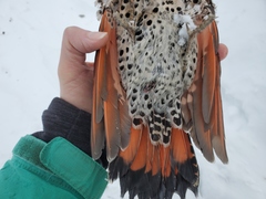 Colaptes auratus luteus × cafer