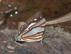 Dodona deodata