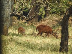 Tragelaphus scriptus bor