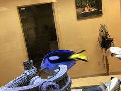 Paracanthurus