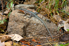 Anatololacerta anatolica