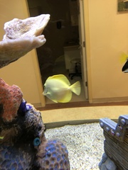 Zebrasoma