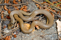 Eirenis modestus semimaculatus