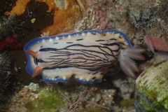 Hypselodoris maritima